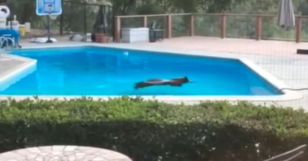 Bear Breaks Into Home and Goes for a Swim Because Lordy It’s Hot Out There