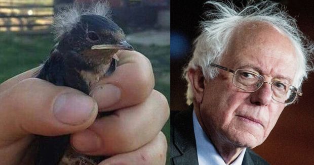 Small Bird Hilariously Resembles Bernie Sanders