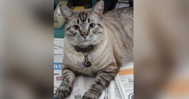 Browser the Library Cat Will Keep His Job