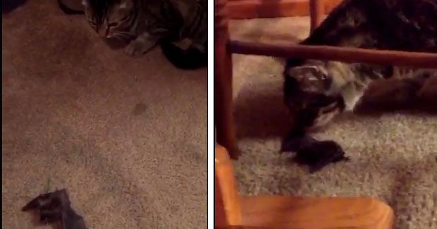 Cat Brings Bat Inside House Much to Owner’s Displeasure