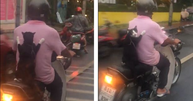 Cat's Motorbiking Skills Are Off the Charts - Your Daily Dish