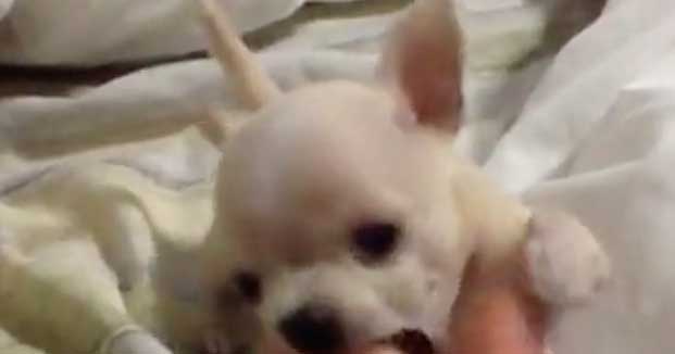 You’ll Laugh So Hard When You See This Puppy’s Wrestling Partner