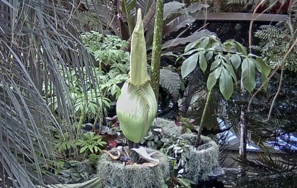 Flower That Smells Like Dead Body Set to Bloom in Bronx for the First Time Since 1939