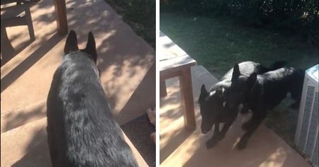This Dog Will Literally Fetch His Brother if You Tell Him To