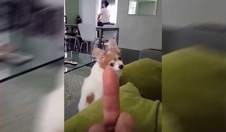 Like People, This Dog Also Hates Being Flipped Off