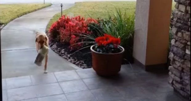 This Dog Getting the Newspaper Will Make Your Day