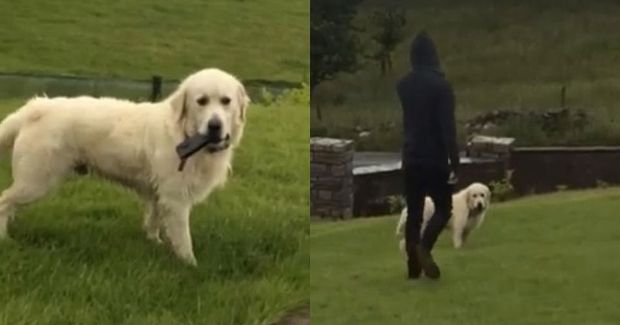 Hilarious Dog Steals Phone; Refuses to Give it Back