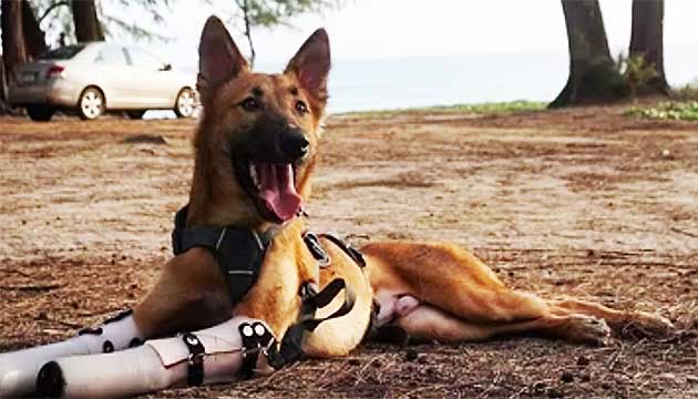 Watch How This Dog Reacts To His New Prosthetic Legs