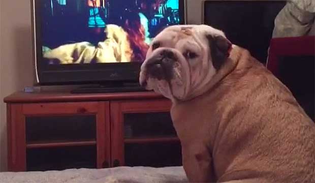 Bulldog Barks and Growls at Scary Movies When Characters Are in Danger