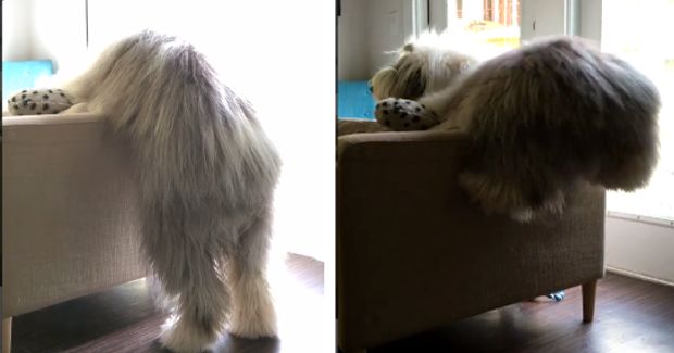 Watch This Big, Fluffly Dog Try to Sit in a Chair