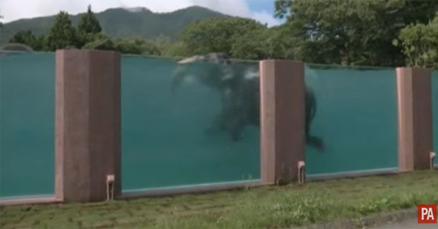 Japan Zoo Gives Elephants a Pool so Visitors Can Watch Them Have Fun