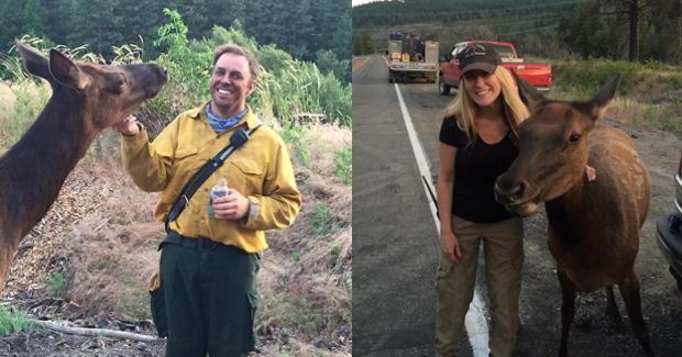 Orphaned Elk Cozies up to Firefighters