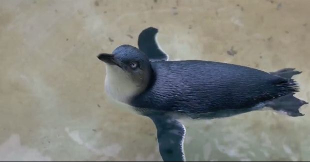 Source: YouTube/Wildlife Conservation Society