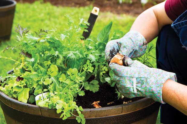 Source: homegardengreen.com