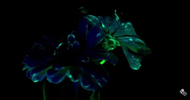 These Fluorescent Flowers Will Light Up Your Life