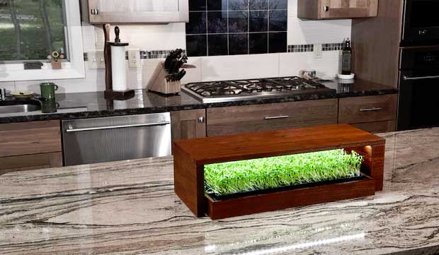 This Indoor Garden System Will Make Growing Herbs Second Nature