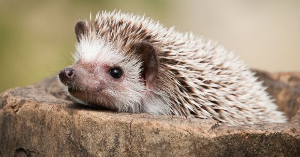 UK Town Is in Need of a Hedgehog Officer