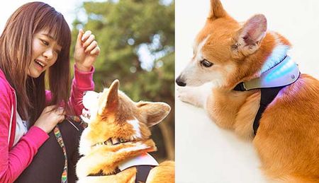 Special Harness Allows Owners to Know Their Fido’s Emotions