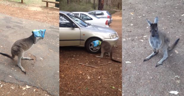 Watch This Kangaroo Adorably Hop Around With a Bag of Chips on Its Head