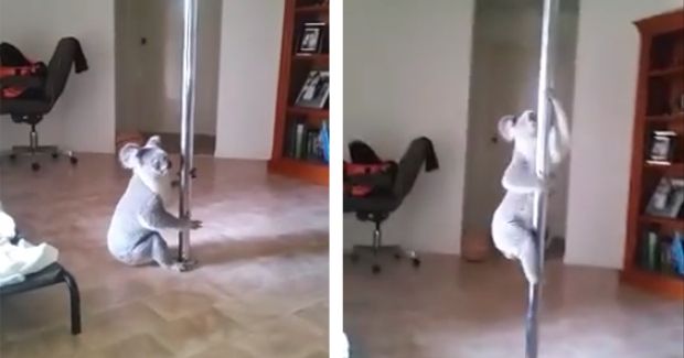 Koala Has Hard Time Climbing a Metal Pole and It’s Hilarious
