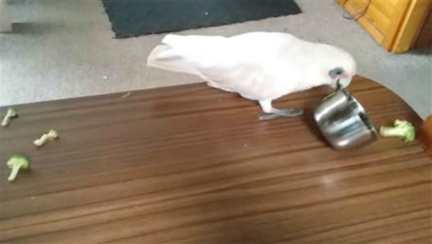 Eric the Cockatoo Refuses to Eat His Broccoli in Epic Food Tantrum