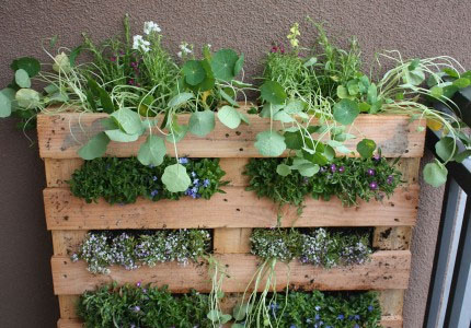 Source: Themicrogardener.com