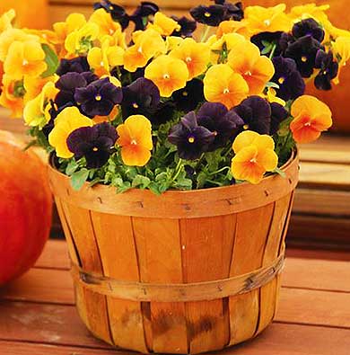 Source: Pinterest/The Home Depot