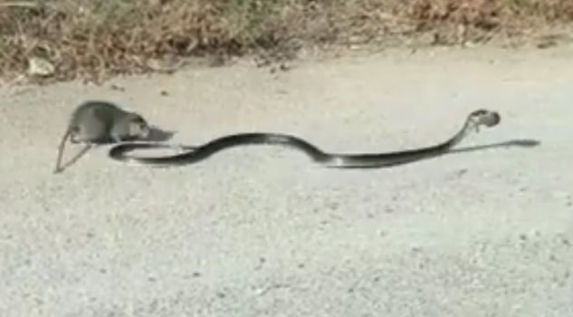 Watch This Rat Mom Bravely Fight Off a Snake To Rescue Her Baby