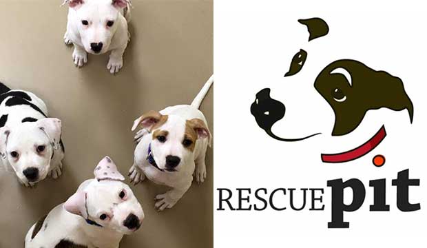 Rescue Pit Fundraiser Hopes to Dispel Stigma and Save Dogs From Euthanasia