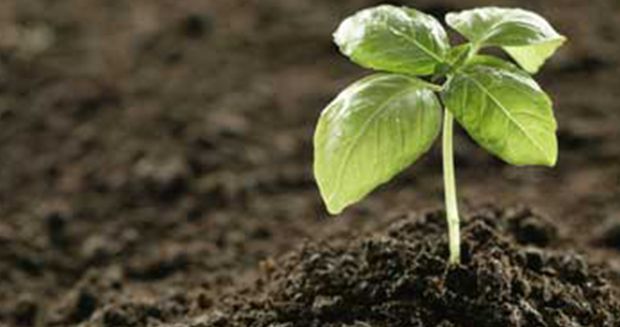 Four Ways to Enrich Your Garden Soil