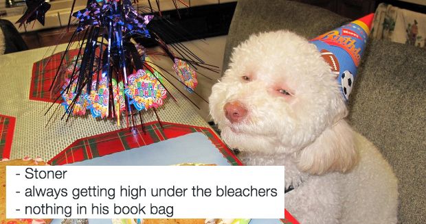 Source: Instagram/Dogs in High School