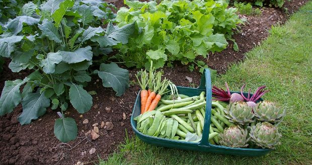 Source: Sweetpeet.com