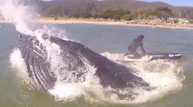 This Flutist Takes Whale Watching to a New Extreme