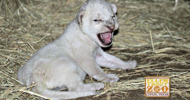 Source: Facebook/Ellen Trout Zoo