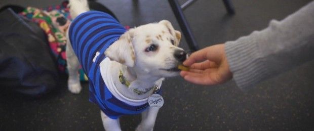 Pasadena Humane Society/SPCA/1620 media