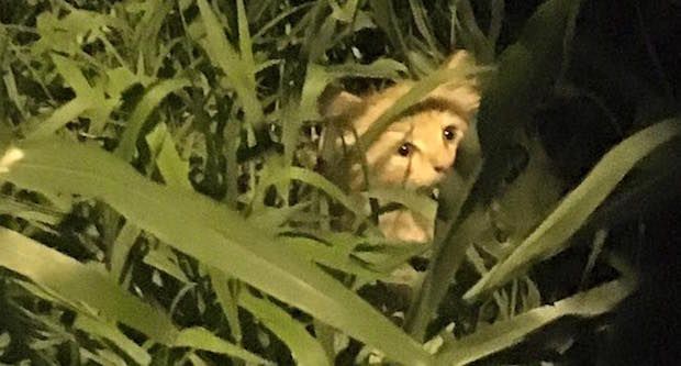 Reporter Preparing for Live Broadcast Rescues Lost Kitten