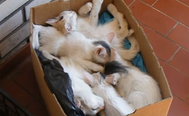 Watch These Kittens Prove That Food Is Greater Than Comfort