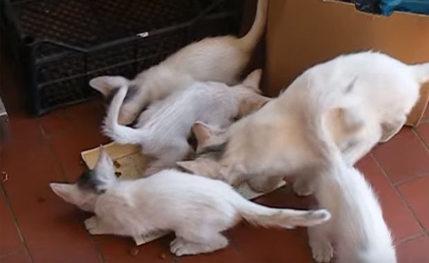 Source: Taras K YouTube