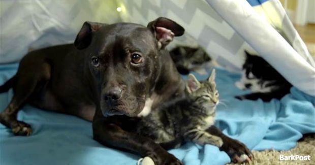 Pit Bull Rescued From Michael Vick’s Fighting Rink Gets the Best Day of His Life