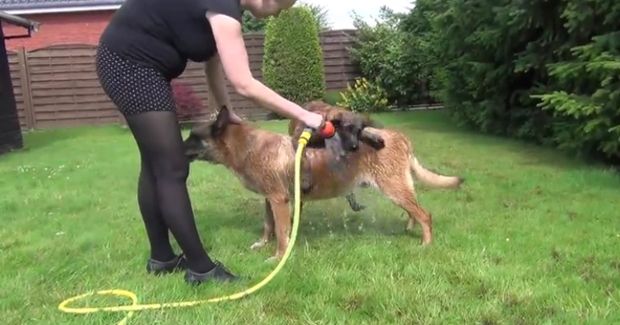 Puppy Cannot Contain His Excitement While He Waits for a Shower