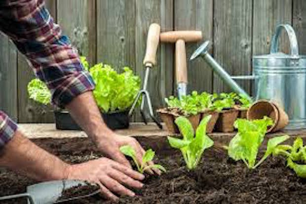 Source: thehumblegardener.com