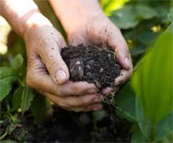 Source: www.garden-planting-tips.com