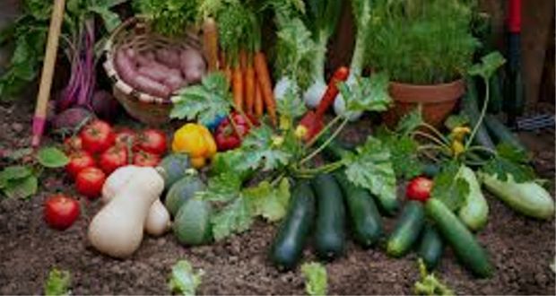 These Tips Will Help You Grow the Perfect Vegetable Garden