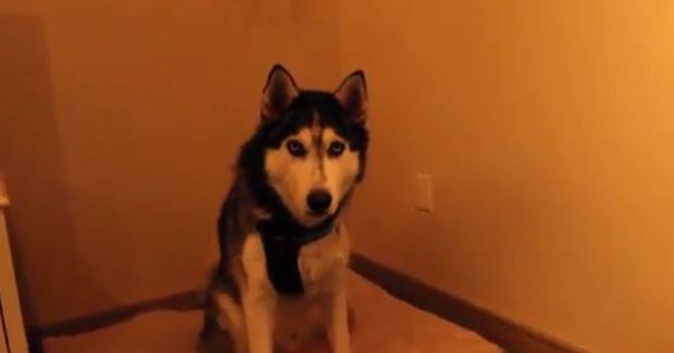 This Husky Cannot Stop Sneezing Not Matter How Hard He Tries