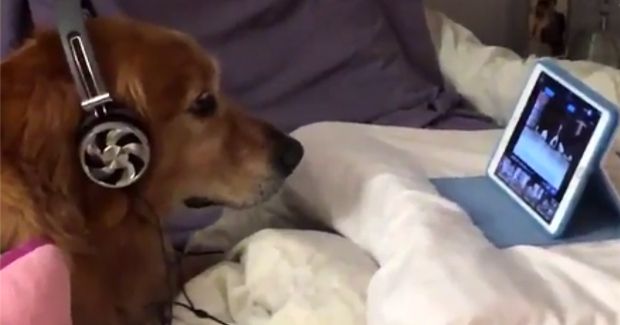 This Dog Watching a Video With Headphones Will Instantly Brighten Your Day
