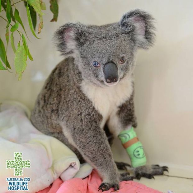 Source: Facebook Australia Zoo Wildlife Warriors