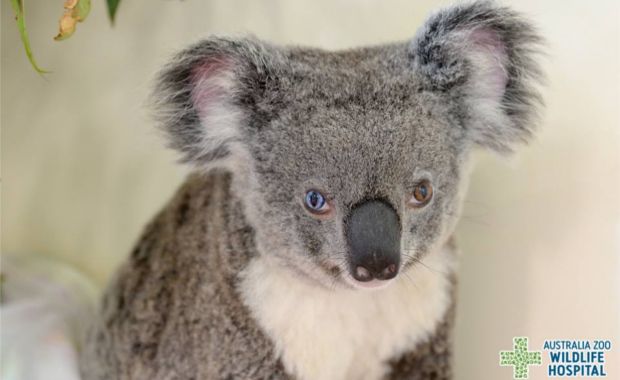 Source: Facebook Australia Zoo Wildlife Warriors