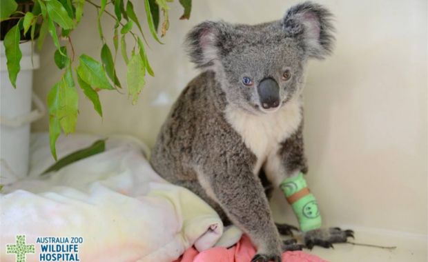 This Rescued Koala Has a Very Similar Look to David Bowie