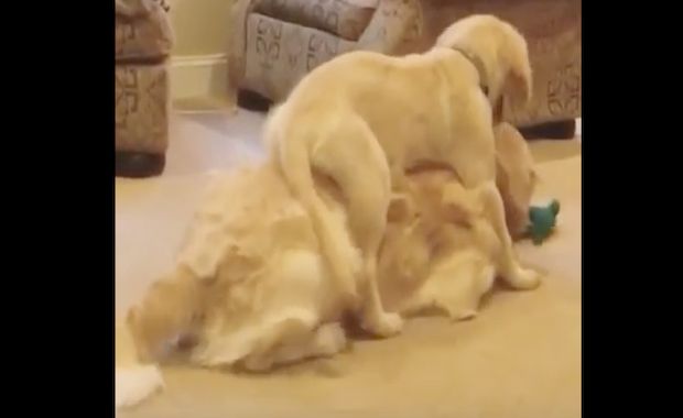 Source: Viral Videos YouTube