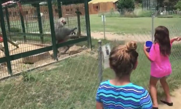 Baboon Cares Not for Your Child’s Entertainment; Throws You-Know-What at Taunting Children
